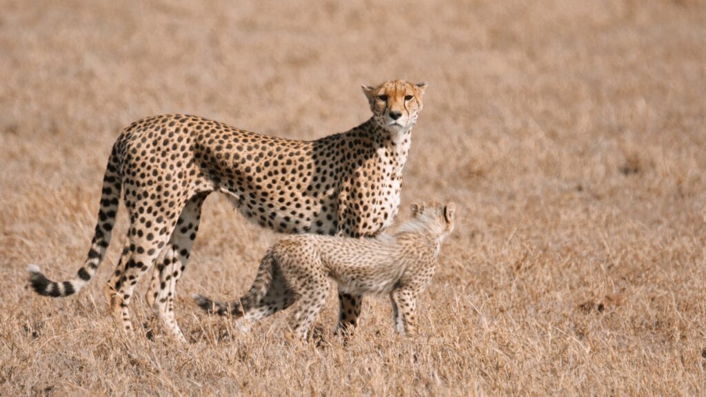 Cheeta and baby cheeta