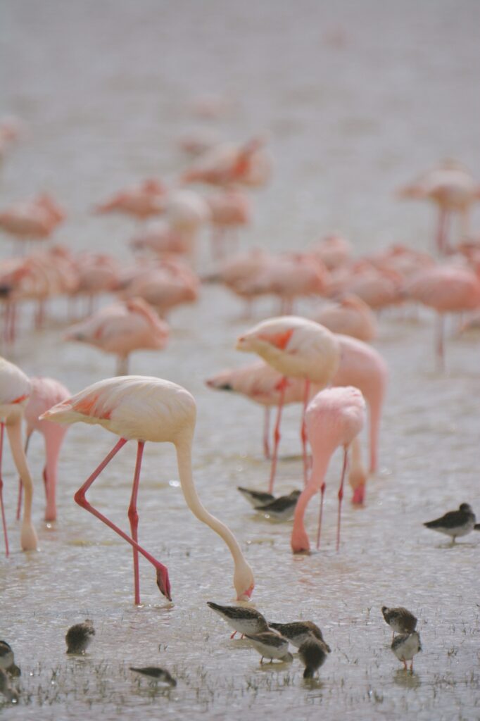 Flamingo in Ngorongoro
